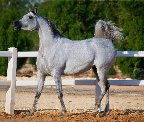 Arab, Ogrodzenie, Koń