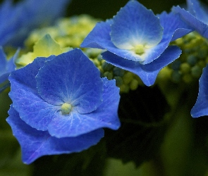 Hortensji, Kwiatki