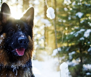 Pies, Śnieg, Niemiecki, Drzewo, Owczarek