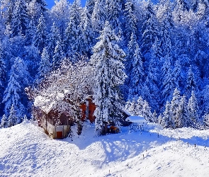Domek, Mały, Zima, Las