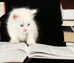 Kotek, Książki, Biały