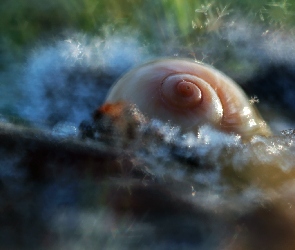 Bokeh, Śniegiem, Muszelka, Otulona