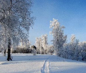Zima, Drzewa, Oszronione, Ścieżka
