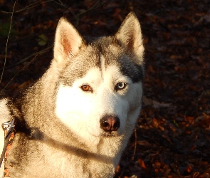 Husky, Mordka, Siberian