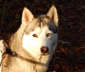 Siberian, Mordka, Husky