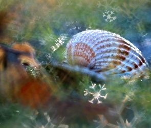 Muszelka, Makro, Bokeh