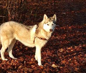 Liście, Suche, Siberian, Husky