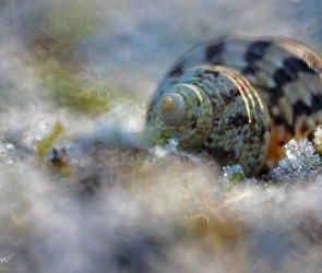 Makro, Bokeh, Muszla, Śnieg