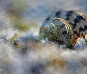 Muszla, Makro, Bokeh, Śnieg