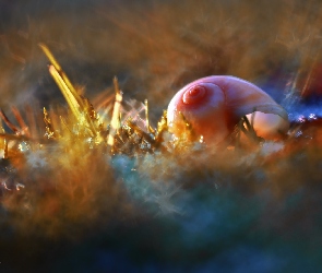 Bokeh
, Makro, Muszelka, Kolory