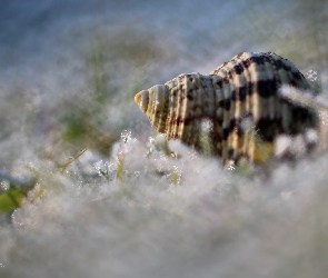 Makro, Bokeh, Muszla, Śnieg