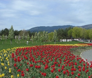 Park, Góry, Tulipany, Klomb