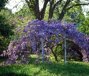 Park, Glicynia, Kwitnąca