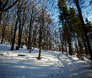 Bieszczady, Cienie, Las