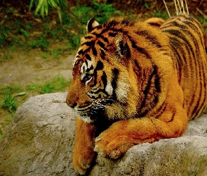 Tygrys, Skała, Bengalski