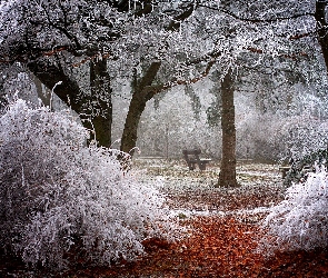 Zima, Drzewa, Ławka, Oszronione, Park