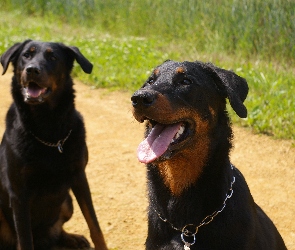 obroża, łańcuch, Beauceron