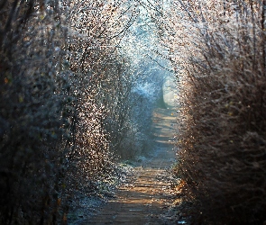 Dróżka, Rośliny, Oszronione