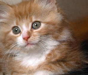 Rudy, Kotek