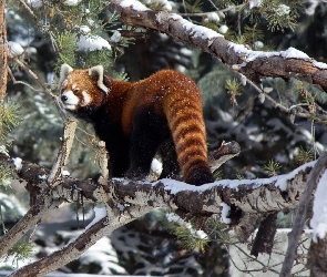 Pandka ruda, Drzewo, Panda, Czerwona