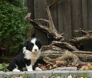 Szczeniak, Border Collie