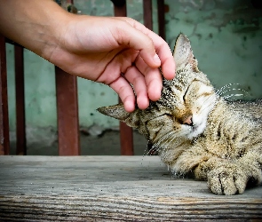 Ręka, Kot