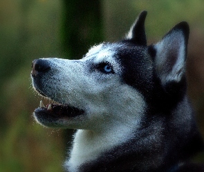 Siberian, Portret, Husky