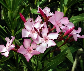 Oleander, Różowy