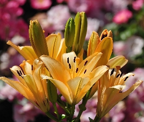 Żółte, Lilie, Kwiaty