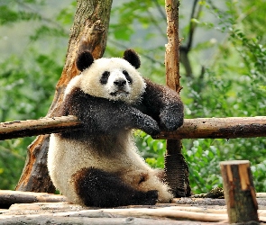 Miś, Drzewa, Odpoczynek, Panda