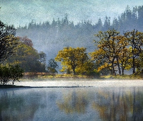 Drzewa, Jezioro, Obraz, Las