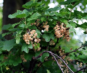 Porzeczka, Krzew, Biała