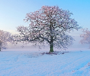 Śnieg, Drzewa