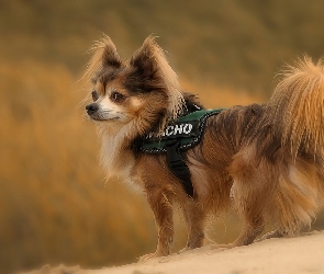 Papillon, Góra, Spaniel