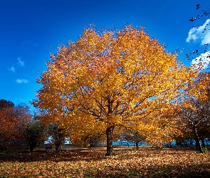 Drzewa, Jesień, Alejki, Liście, Park