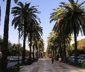 Malaga, Palmy, Budynki, Ulica