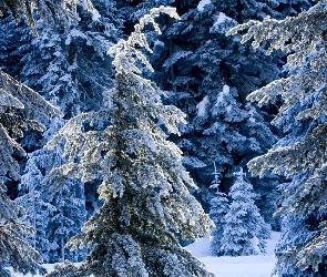 Zima, Drzewa, Ośnieżone, Las