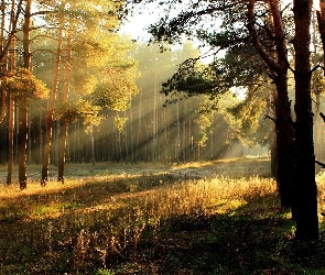 Las, Słońca, Promienie, Przesieka, Jesienny