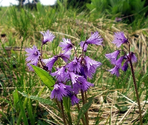 Rozmycie, Alpejski, Łąka, Urdzik