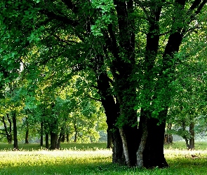 Drzewa, Polana, Zielony, Las