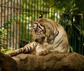 Skała, ZOO, Tygrys