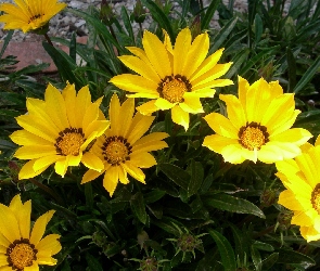 Kwiaty, Gazanie, Żółte