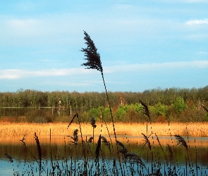 Trzcina, Drzewa, Jezioro