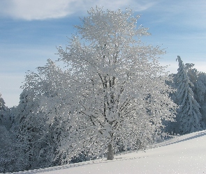 Drzewo, Śnieg, Oszronione