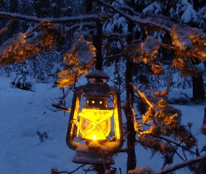 Lampa, Zima, Drzewo, Oświetlone, Las
