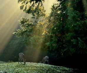 Słońca, Promienie, Sarenki, Las