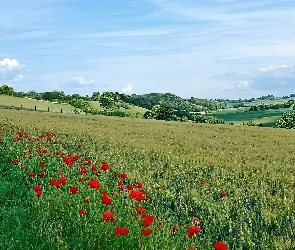 Pola, Maki, Łąka, Zagajniki