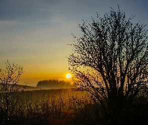 Pola, Słońca, Wschód, Lasy