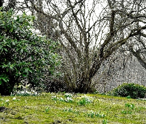 Nagie, Rozmycie, Rododendron, Przebiśniegi, Drzewa