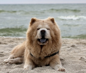 Plaża, Morze, Chow Chow